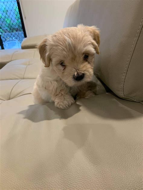 Pups are eating well, playful and loving. . Maltese shih tzu for sale cranbourne